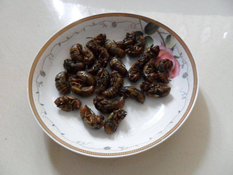炸知了猴的做法(知了猴除了油炸还能怎么吃)