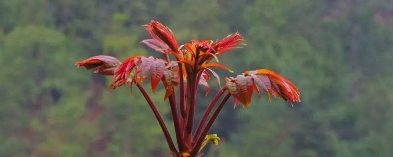 腌制香椿芽焯水吗(香椿芽腌制还用焯水吗)