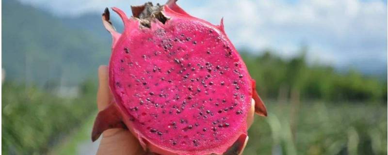 火龙果糖分高不高(火龙果糖分高吗孕妇能不能吃)