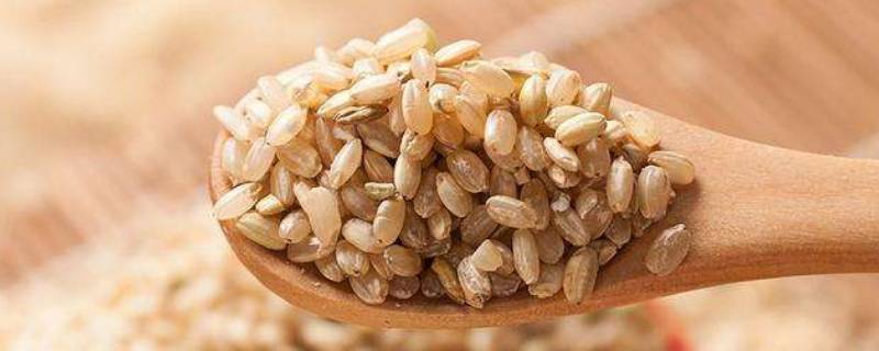 糙米和大米的热量哪个高(糙米热量低吗)