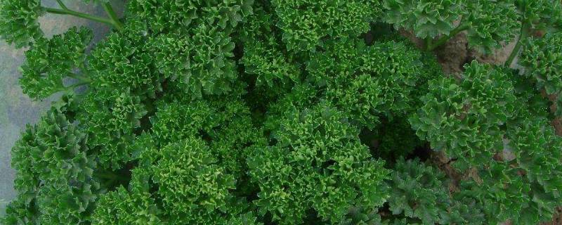 欧芹和香菜味道的区别(欧芹到底是中国的芹菜还是香菜)