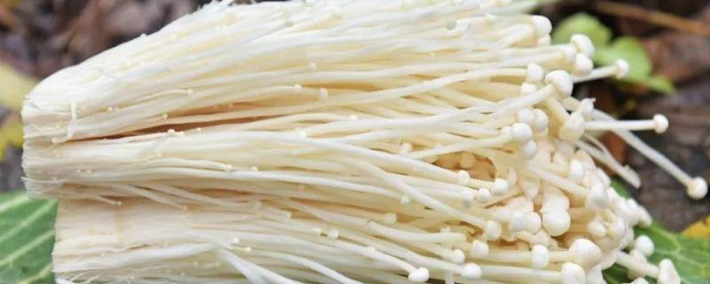 金针菇放冰箱一个礼拜还能吃吗(金针菇放冰箱里一个月还能吃吗)