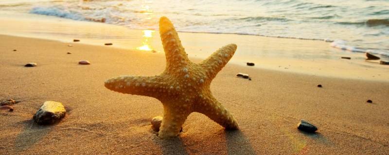 海星能吃吗怎么样才能吃啊(海星吃啥)