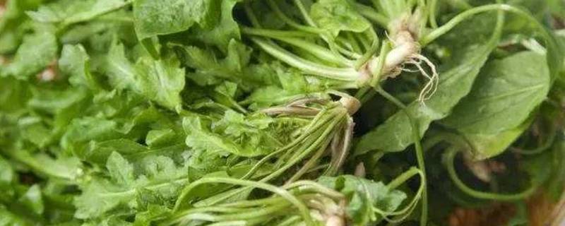 荠菜的作用及禁忌(荠菜煮鸡蛋的禁忌)