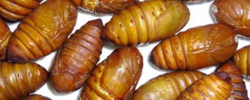 蚕蛹的黑东西是什么(蚕蛹中间的黑心吃了会怎样)