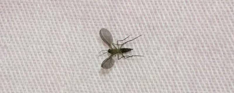 垃圾桶的小飞虫怎么来的(为什么垃圾桶会有小飞虫)