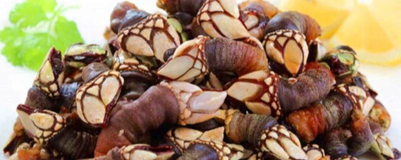 藤壶和佛手是一样的吗(藤壶和佛手是一个东西吗)