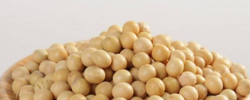 炒黄豆怎么做才有中药功效(炒黄豆怎么做才酥才脆)