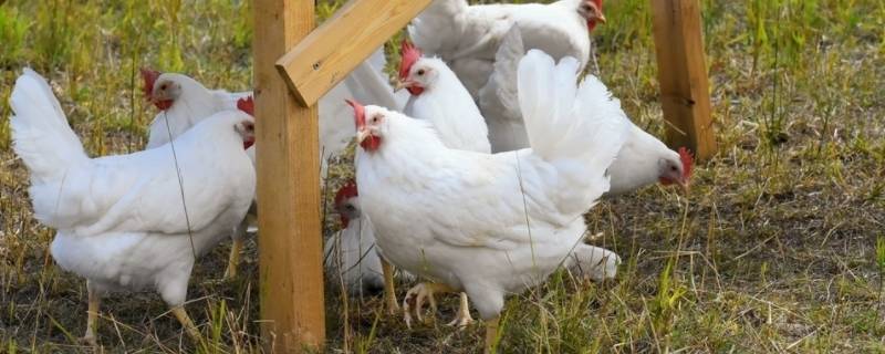 鸡吃什么天天下蛋(鸡吃什么草最好)