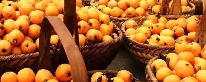 枇杷几月份成熟江西(枇杷是在几月份成熟)