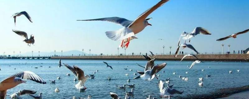 海鸥手表的象征意义是什么(大海上的海鸥代表什么象征意义)