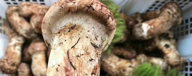 松茸为什么不能养殖(松茸为什么不能种植)