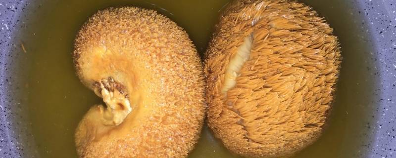 猴头菇发苦怎么回事能吃吗(猴头菇发苦还可以吃吗)