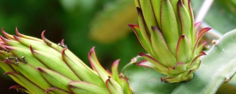 火龙果花全部可以吃吗(火龙果花能吃吗)