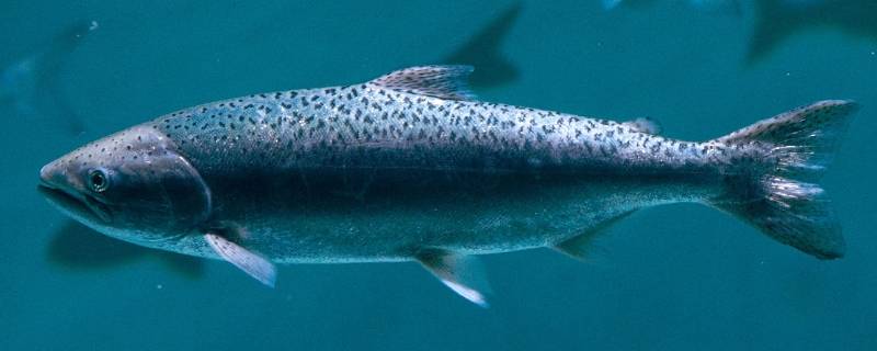 鱼妈妈生鱼宝宝全部过程(钱鱼又叫什么鱼)