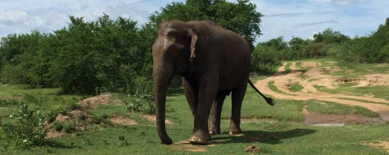 大象用什么方法辨味(大象是用什么来辨味的)