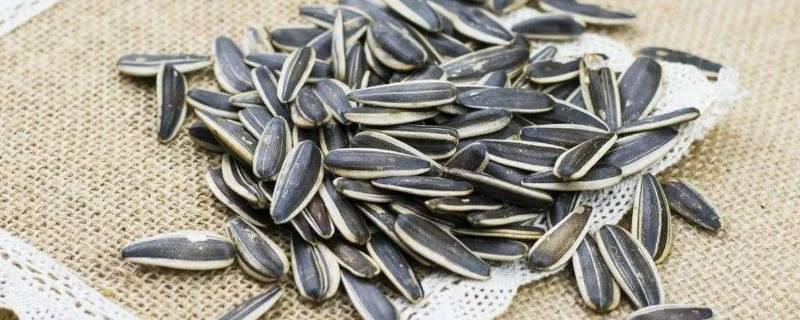 100克原味瓜子可食部分热量(100克的瓜子热量)