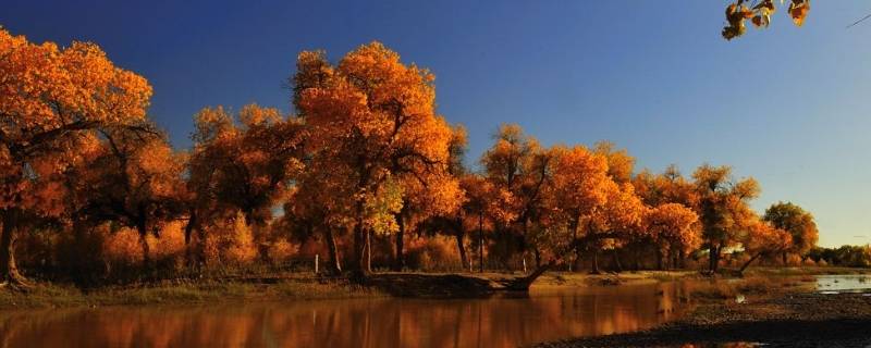胡杨林在什么地方哪个省(胡杨林在什么地方甘肃)