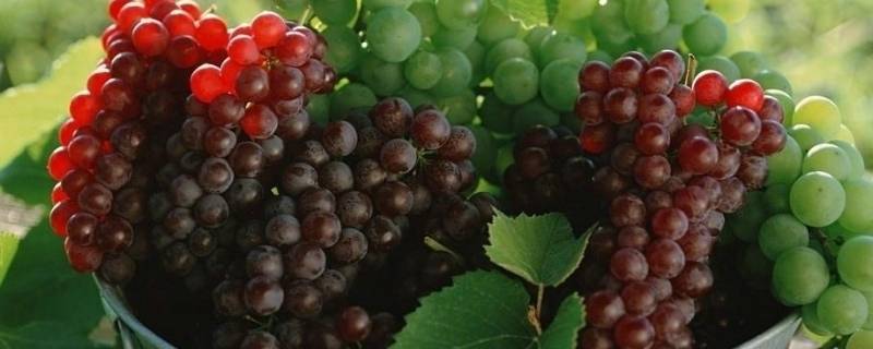 葡萄是酸性还是碱性的食物(葡萄是酸性还是碱性食品)