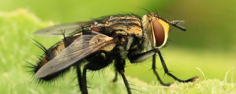 苍蝇怕什么植物(苍蝇怕什么声音)