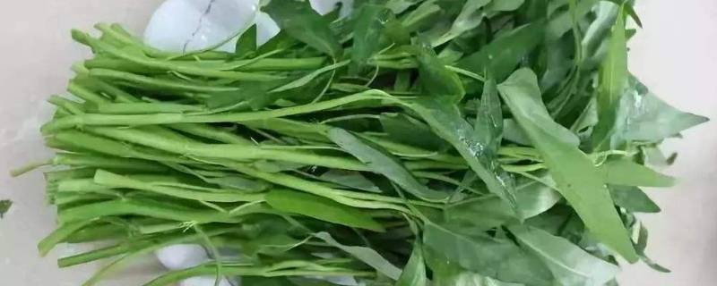 空心菜蔫了怎么恢复(空心菜苗蔫了怎么补救)