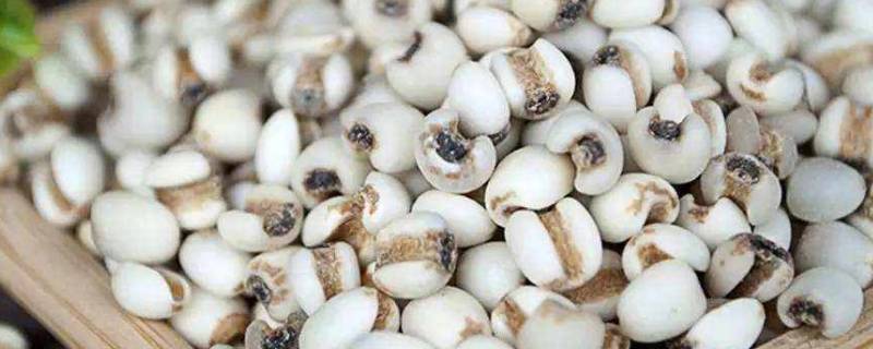 薏米和黄豆一起打成浆吗(薏米可以打成豆浆喝吗)