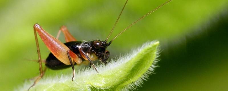 蟋蟀吃什么长大的(蟋蟀吃什么食物)