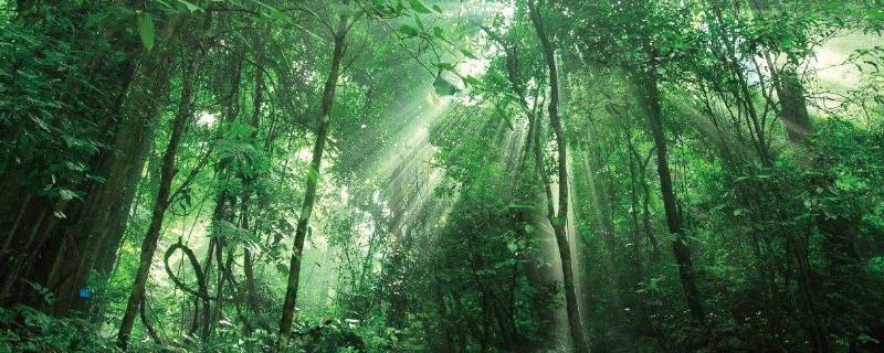 尾巴植物学家称它为什么(热带雨林尖尾巴植物学家称它为)