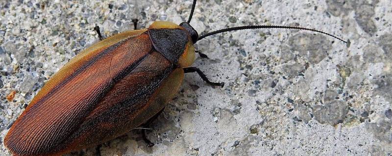 蟑螂怕水吗视频(蟑螂怕水吗泡到水里还会繁殖吗)