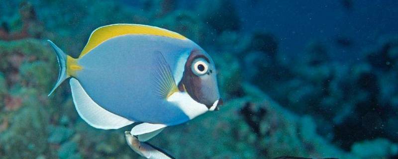 海鱼有哪些常见的(海鱼有哪些营养价值)