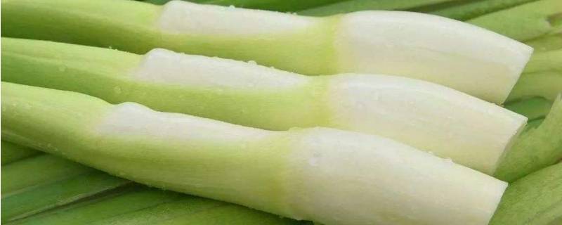 新鲜茭白怎样保存能放冷冻吗(茭白可以冷冻保存吗)