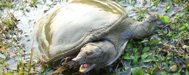 甲鱼汤的做法(甲鱼怕蚊子咬)