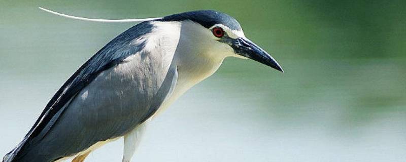 夜鹭是几级保护动物(夜鹭是几级保护)