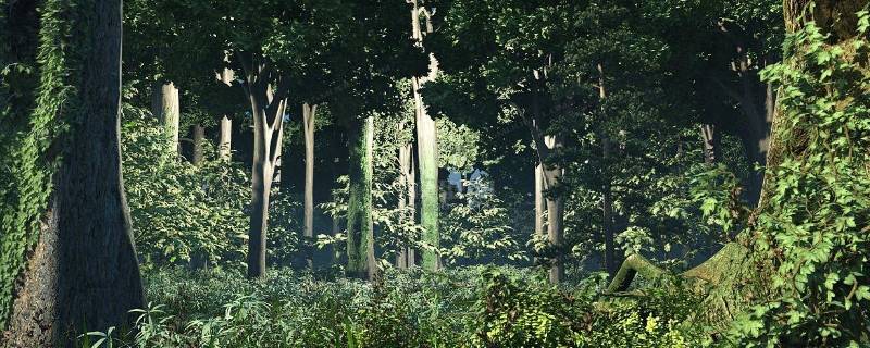 热带雨林的动物和植物的危险(热带雨林有什么动物和植物介绍)