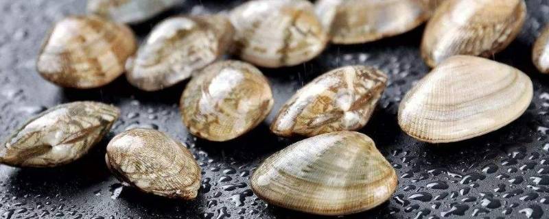 花甲用清水泡到第二天能不能吃(刚死的花甲能否开口)