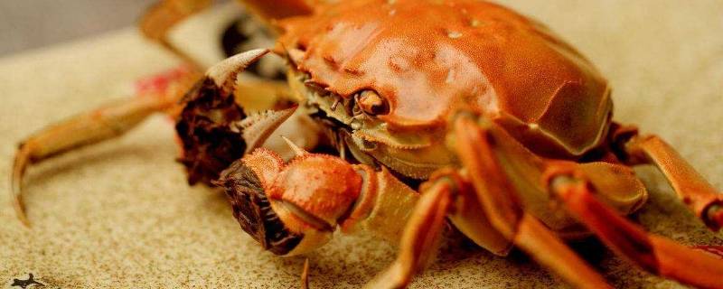 河蟹放水里会淹死吗(螃蟹扔河里会淹死吗)
