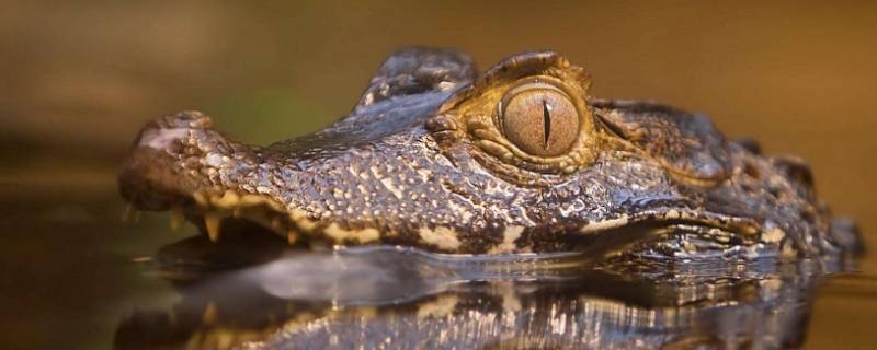 鳄鱼有舌头吗(鳄鱼咬合力大的根本原因)