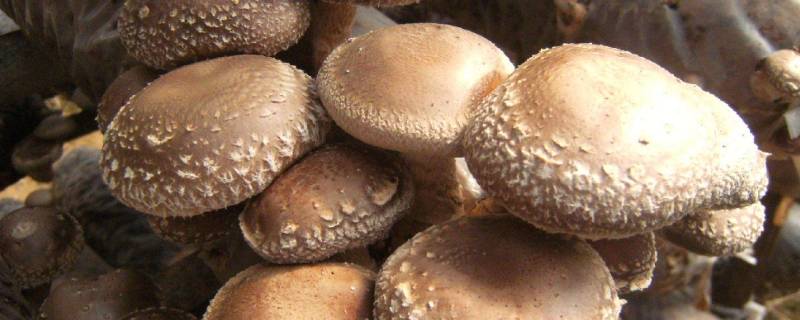 香菇放在冷藏里可以保存多久(香菇放冷藏可以放多久)