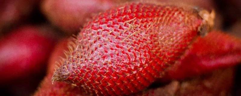 蛇皮果怎么样(蛇皮果怎么样才算熟)