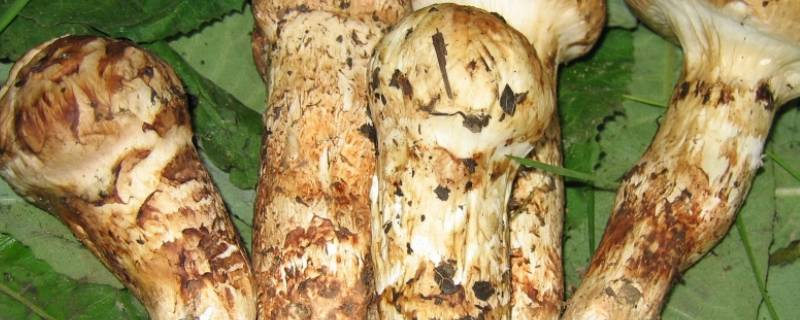 松茸保鲜剂(松茸保鲜注意事项)