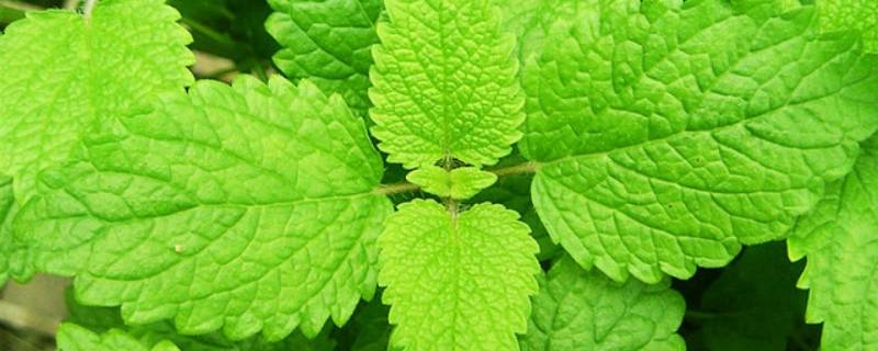 薄荷能晒干保存吗(薄荷可以晒干)
