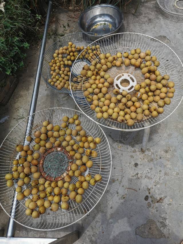 晒龙眼肉正确的方法(晒龙眼肉正确的做法)