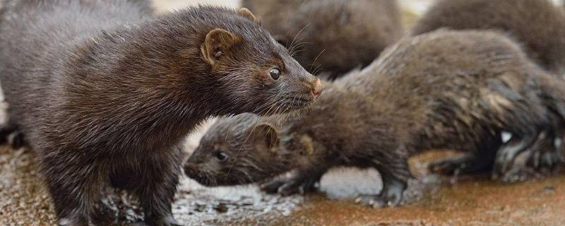 什么是水貂绒面料(什么是水貂)