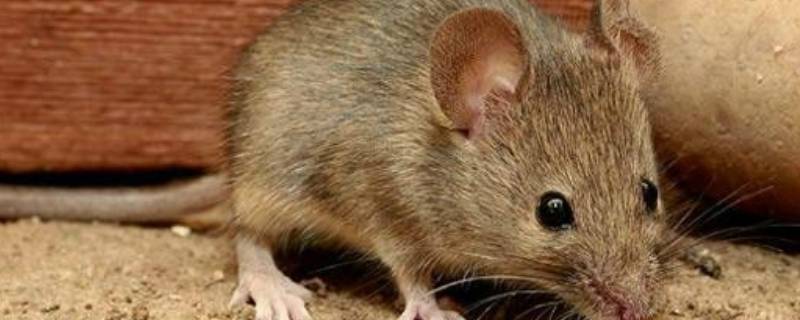 老鼠啃过的东西可以吃吗(被老鼠咬过的东西还能吃吗)