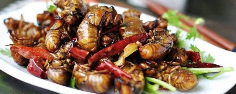 炸知了猴的做法(知了猴除了油炸还能怎么吃)
