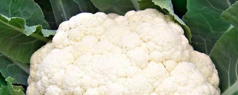 菜花变紫色(花菜为什么会变紫)