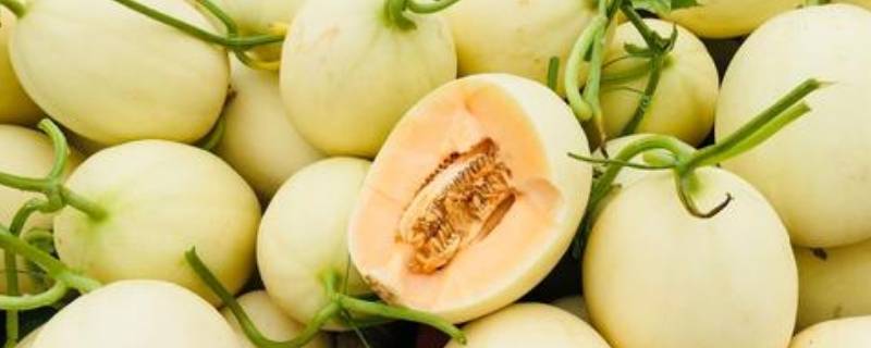 白瓜酸怎么做(正宗酸白瓜的做法)