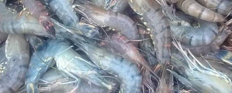 活虾多长时间不死(活虾保存三四天不死)