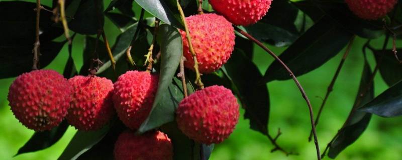 250g荔枝有多少热量(250g荔枝大概多少个)