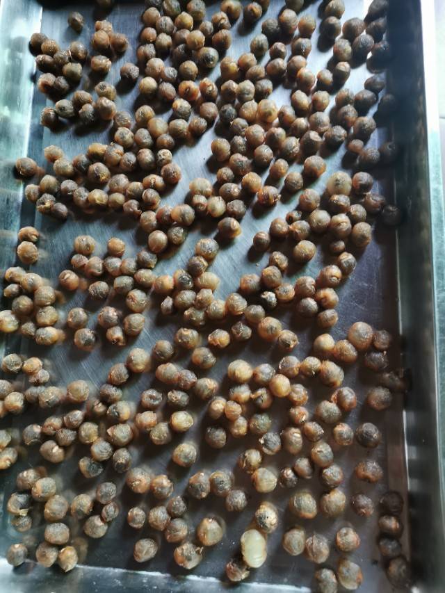 晒龙眼肉正确的方法(晒龙眼肉正确的做法)